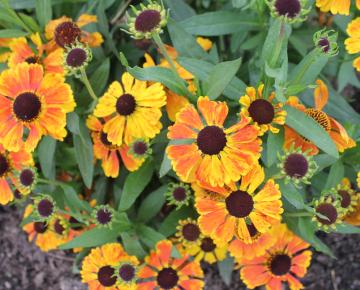 Helenium  'Mardi Gras' PBR