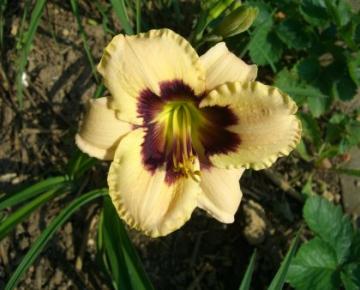 Hemerocallis  'Moonlite Masquerade'