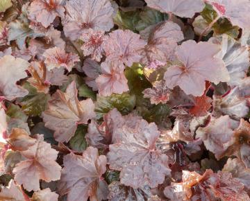 Heuchera micrantha 'Palace Purple'
