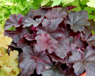 Heuchera  'Midnight Rose' ®