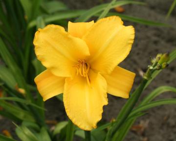 Hemerocallis  'Mary Todd'