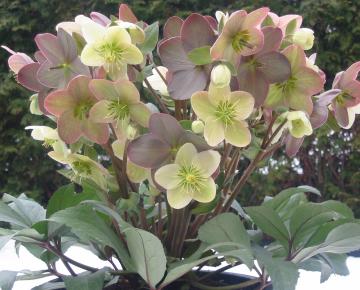 Helleborus nigercors (x) 'Candy Love' PBR 1l. 
