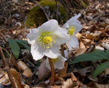 Helleborus niger