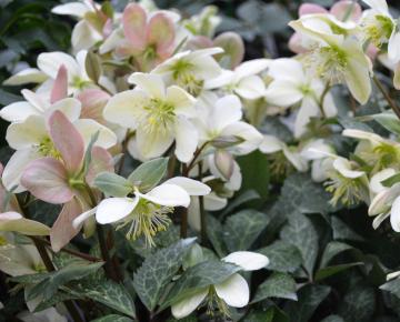 Helleborus nigercors (x) 'Magic Leaves' 1l.