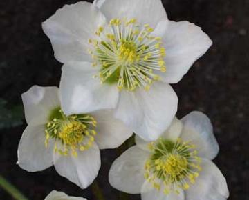 Helleborus niger 'Praecox'