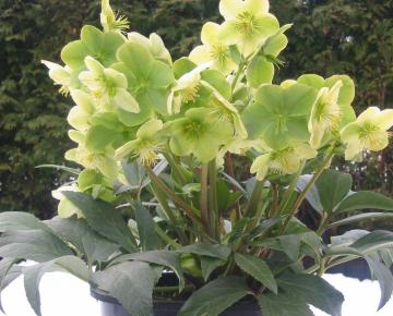 Helleborus nigercors (x) 'Snow Love' PBR 1l.
