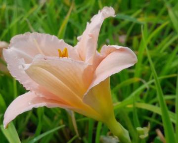 Hemerocallis  'On and On'