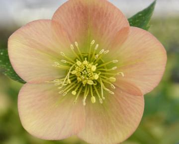 Helleborus orientalis 'Apricot'