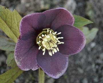 Helleborus orientalis 'Aubergine'