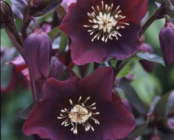 Helleborus orientalis 'Blue Lady'