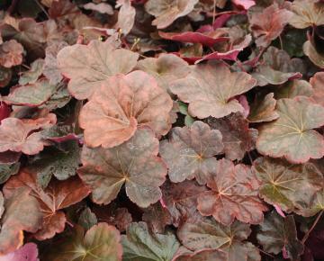 Heuchera  'Obsidian' ®