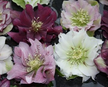 Helleborus orientalis 'Double Ellen Mix'