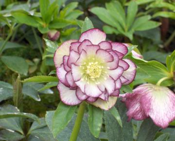 Helleborus orientalis 'Double Ellen Picotee'