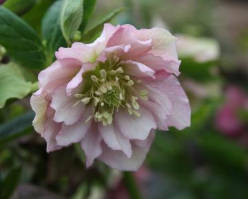 Helleborus orientalis 'Double Ellen Pink'