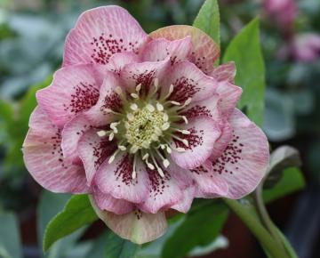 Helleborus orientalis 'Double Ellen Pink Spotted'