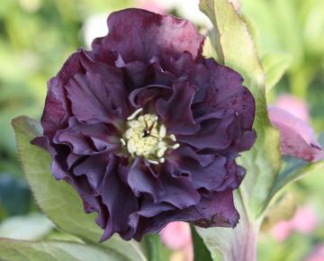 Helleborus orientalis 'Double Ellen Purple'