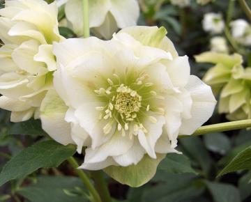 Helleborus orientalis 'Double Ellen White'