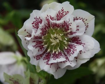 Helleborus orientalis 'Double Ellen White Spotted'