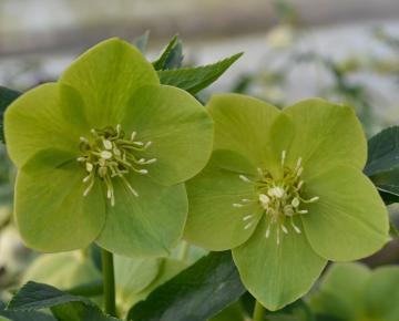 Helleborus orientalis 'Green'