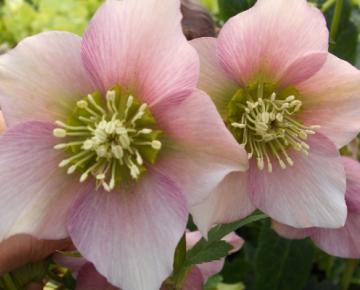 Helleborus orientalis 'Pretty Ellen Pink'