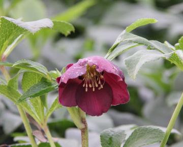Helleborus orientalis 'Pretty Ellen Purple'