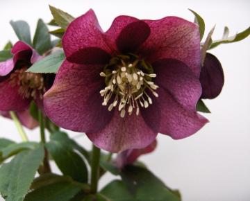 Helleborus orientalis 'Pretty Ellen Red'