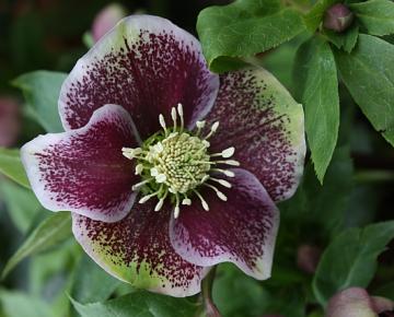 Helleborus orientalis 'Pretty Ellen Spotted'