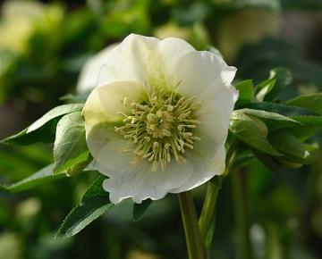 Helleborus orientalis 'Pretty Ellen White'