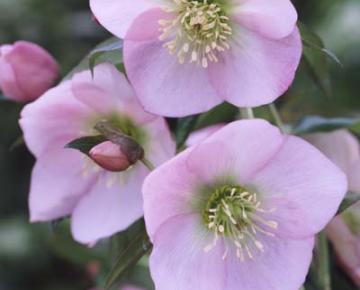 Helleborus orientalis 'Pink Lady'