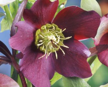 Helleborus orientalis 'Red Hybrids'
