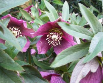 Helleborus orientalis