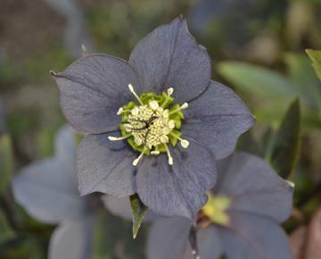 Helleborus orientalis 'Slaty Blue'