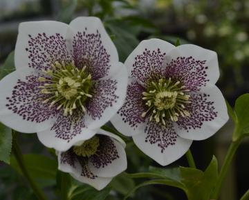 Helleborus orientalis 'Spotted Hybrids'
