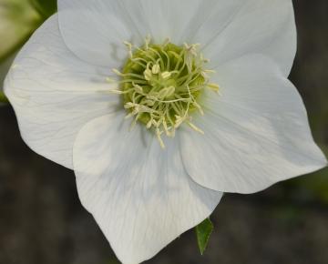 Helleborus orientalis 'White'