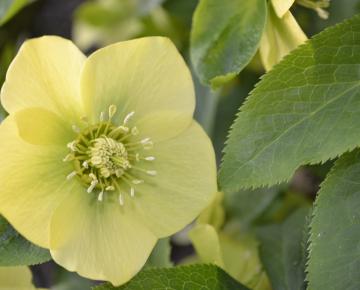 Helleborus orientalis 'Yellow'