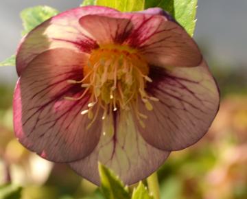 Helleborus orientalis 'Yellow Picotee'