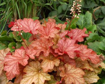 Heuchera  'Paprika' ®