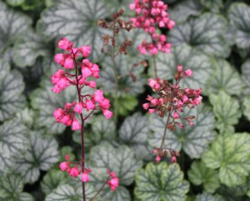 Heuchera  'Paris' ®