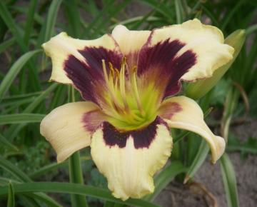 Hemerocallis  'Pandora's Box'