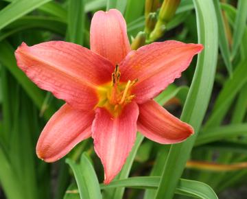 Hemerocallis  'Pink Damask'