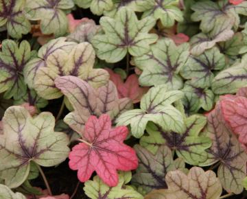 Heucherella 'Pink Fizz'