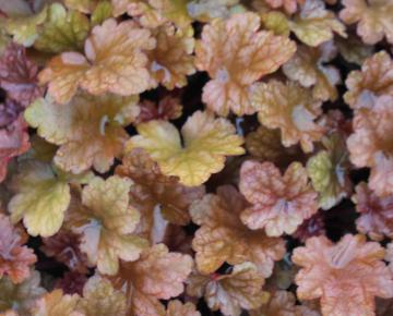 Heuchera  'Peach Flambé' ®