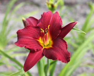 Hemerocallis  'Pardon Me'