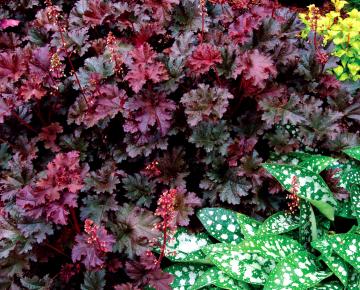 Heuchera  'Purple Petticoats'