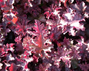 Heuchera  'Plum Pudding' ®
