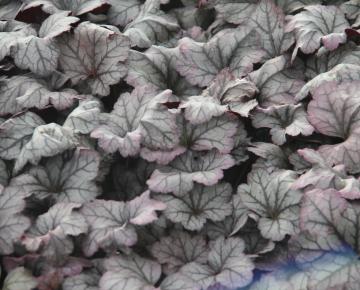 Heuchera  'Plum Royale' PBR