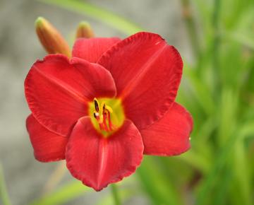 Hemerocallis  'Painted Trillium'