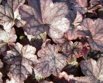 Heucherella  'Quicksilver' ®