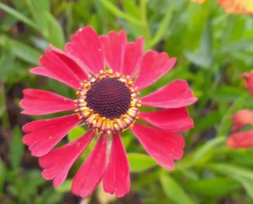 Helenium  'Red Army'