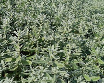 Helianthemum  'Rhodanthe Carneum' ('Wisley Pink')
